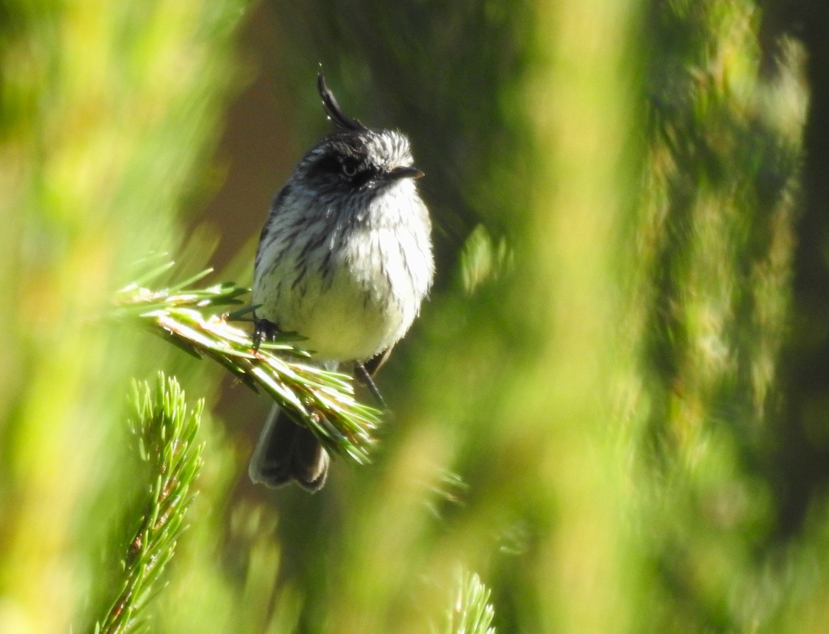 Tufted Tit-Tyrant - ML646087602