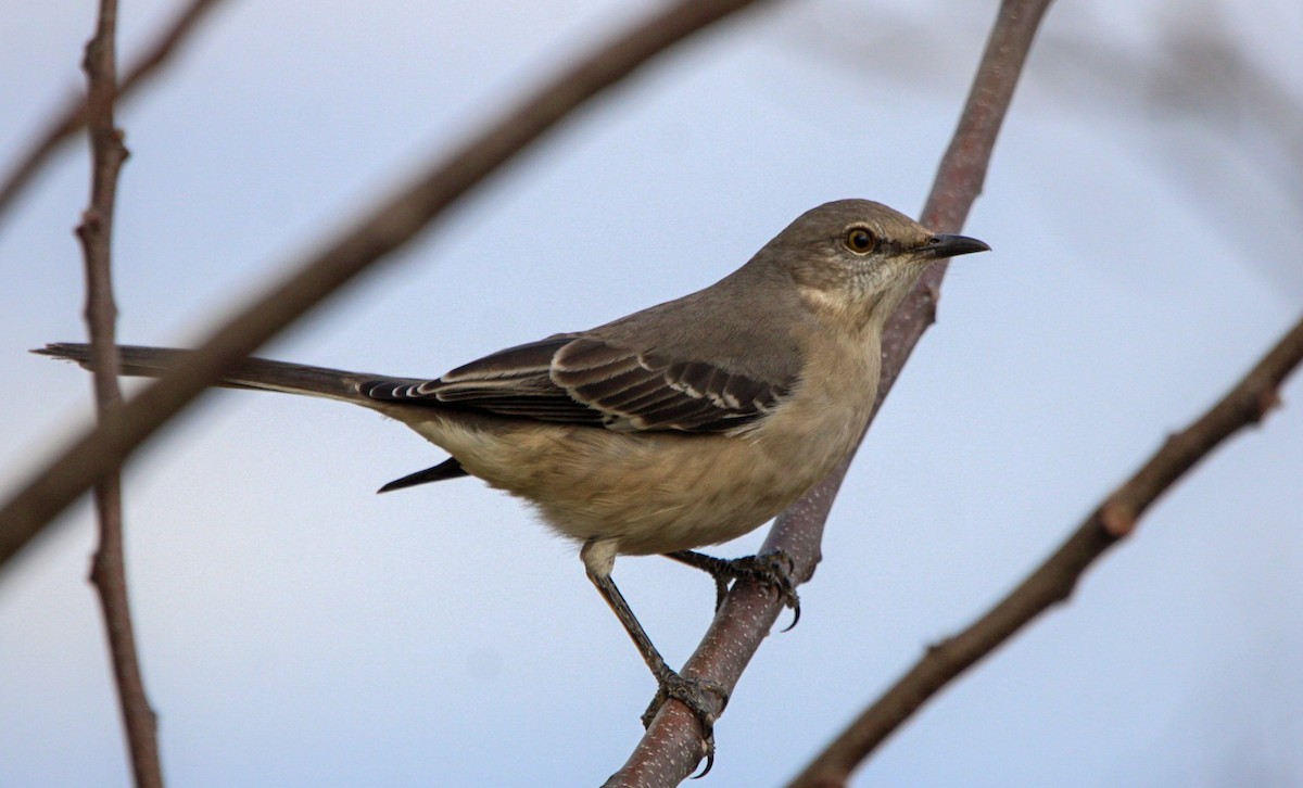 Northern Mockingbird - ML646087611