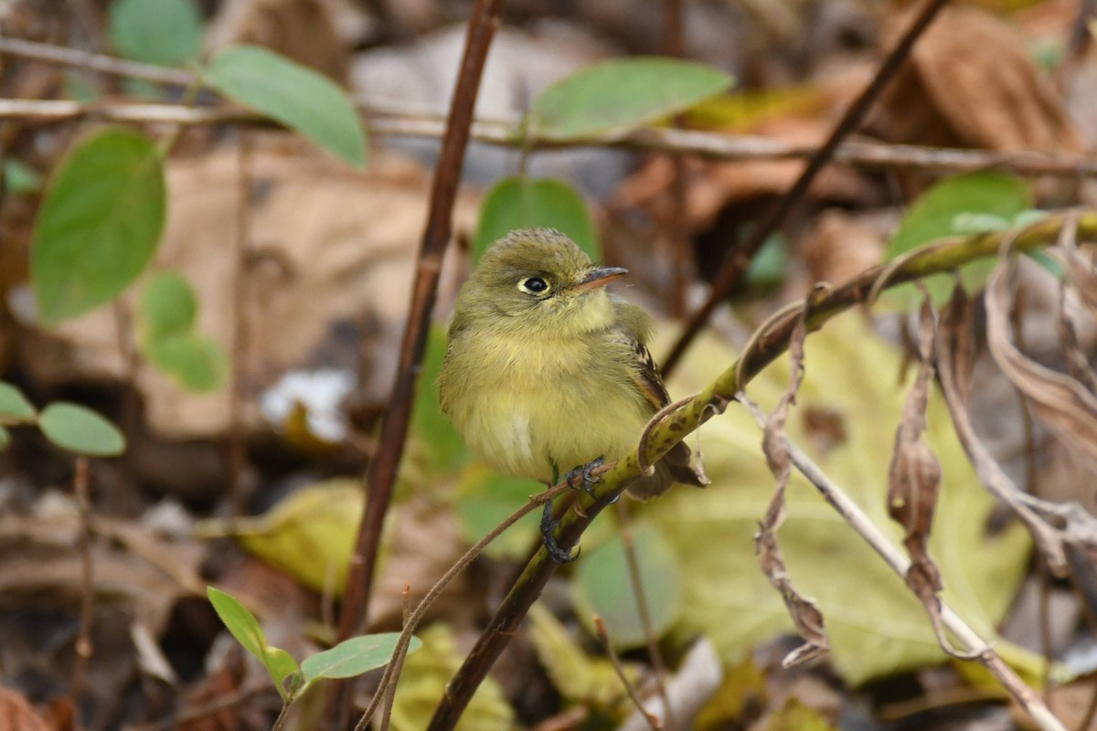 Western Flycatcher - ML646087613