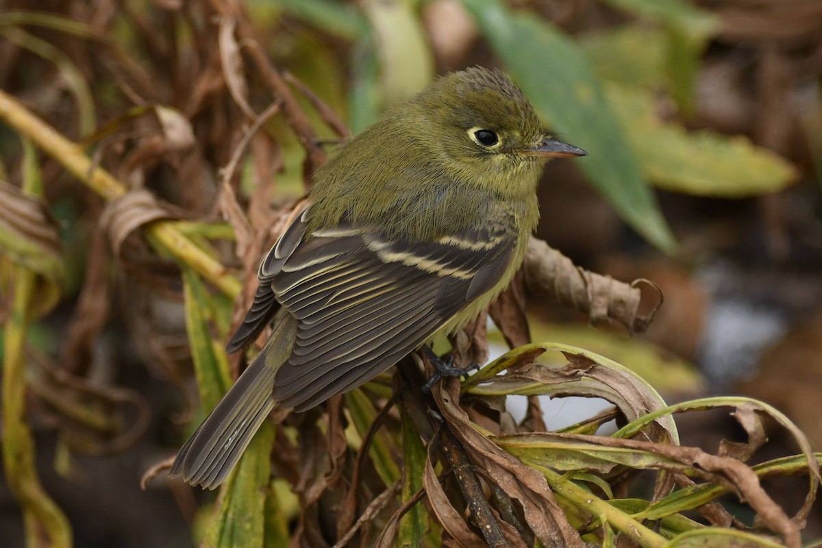 Western Flycatcher - ML646087614