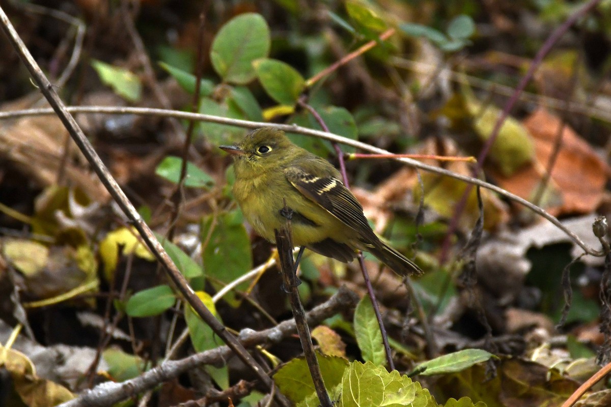 Western Flycatcher - ML646087615