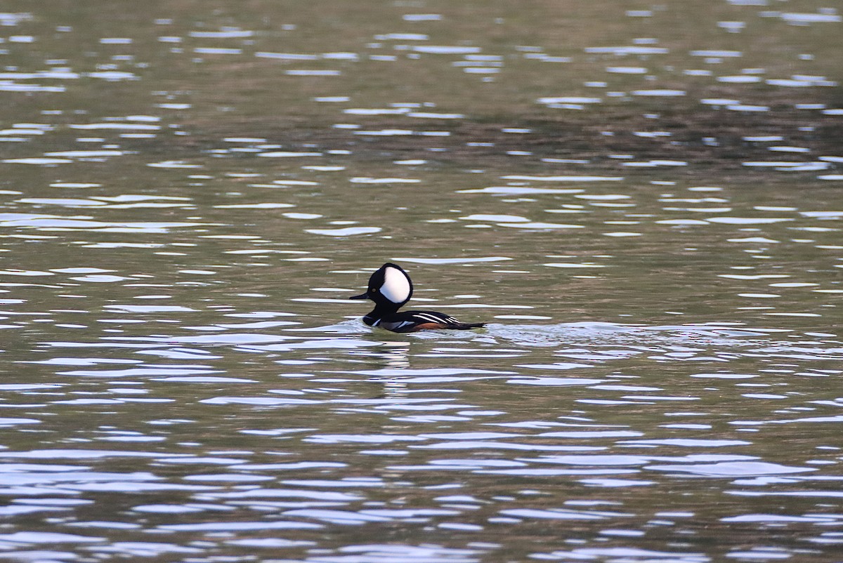 Hooded Merganser - ML646087617