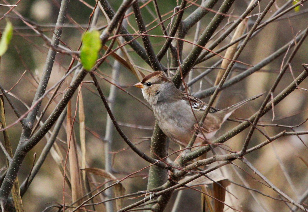 White-crowned Sparrow - ML646087618