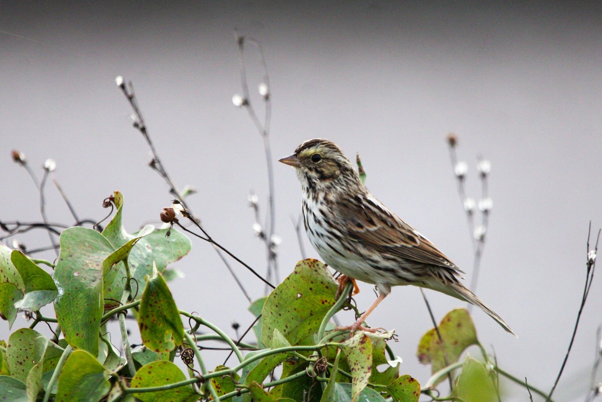 Savannah Sparrow - ML646087622