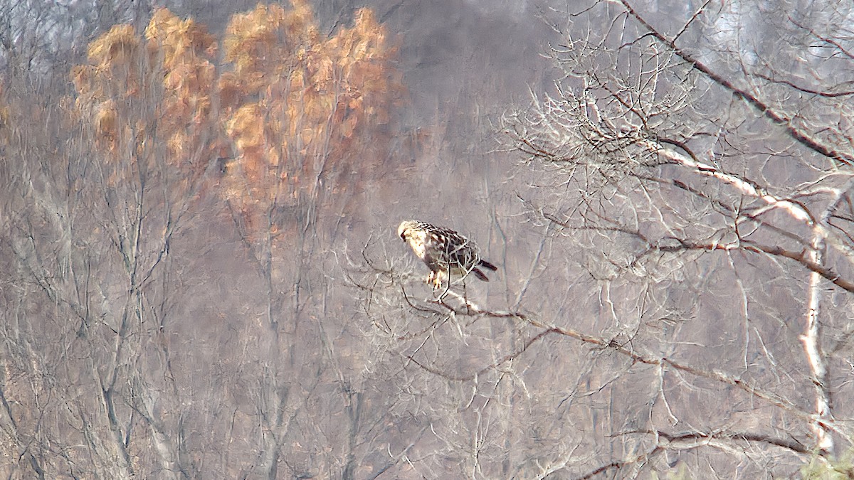 Rough-legged Hawk - ML646087631