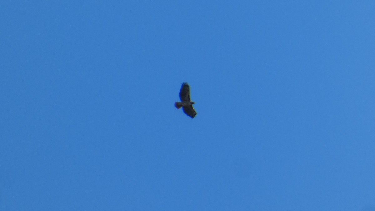 Rotschwanzbussard - ML646087641