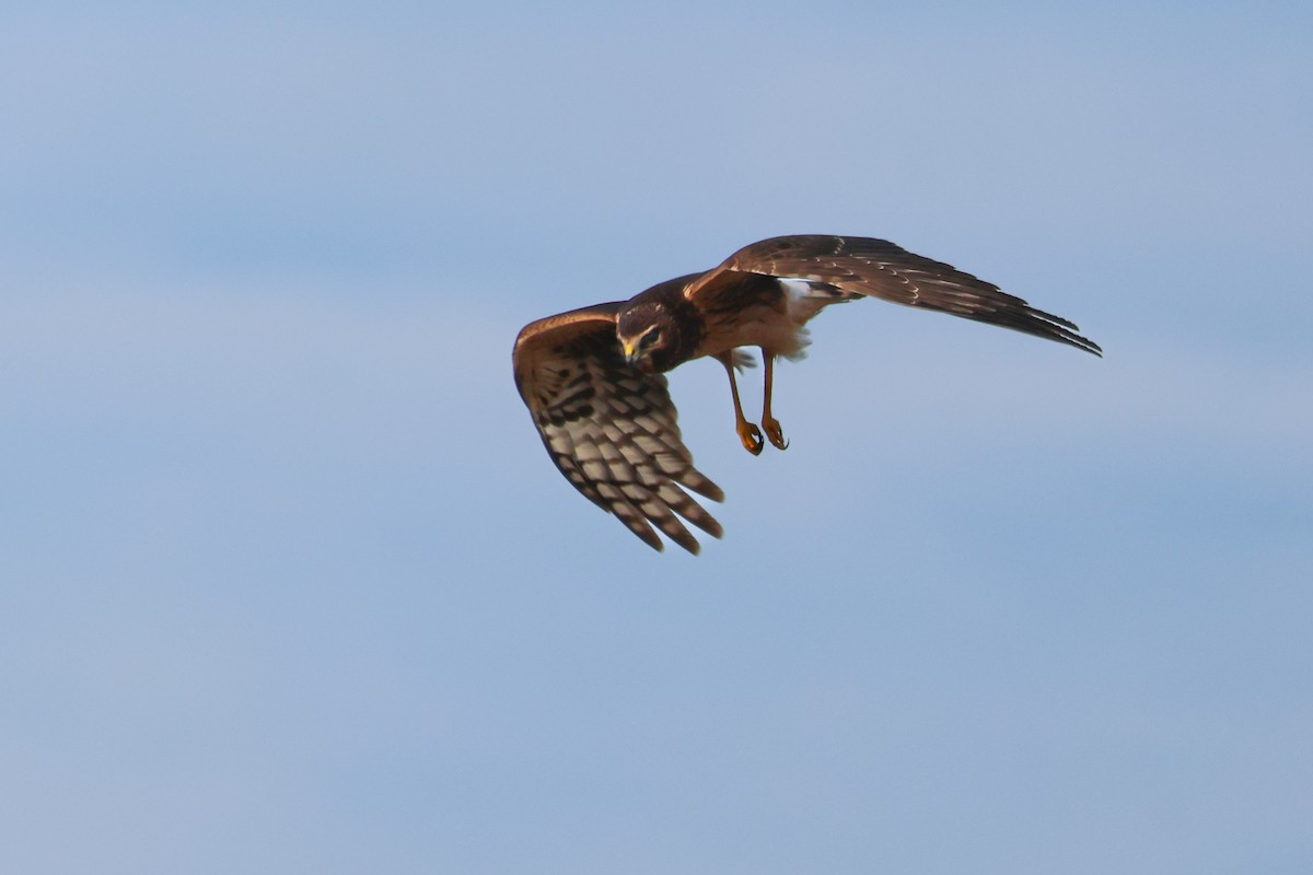 moták severoamerický - ML646087642