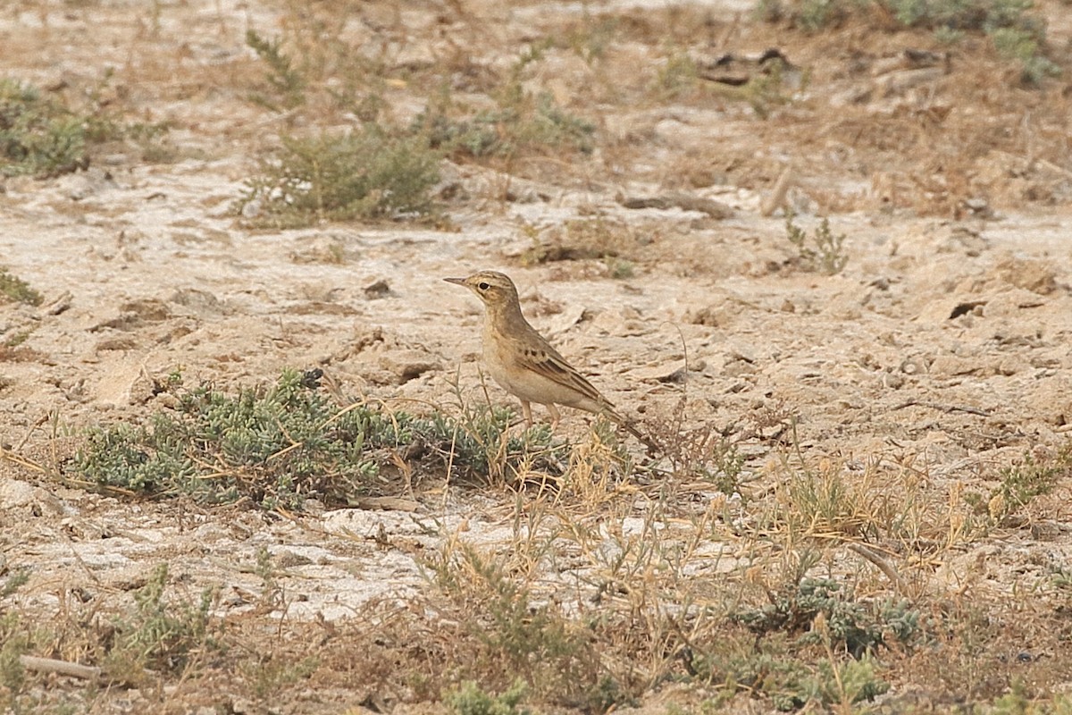 פפיון צהוב - ML646087648