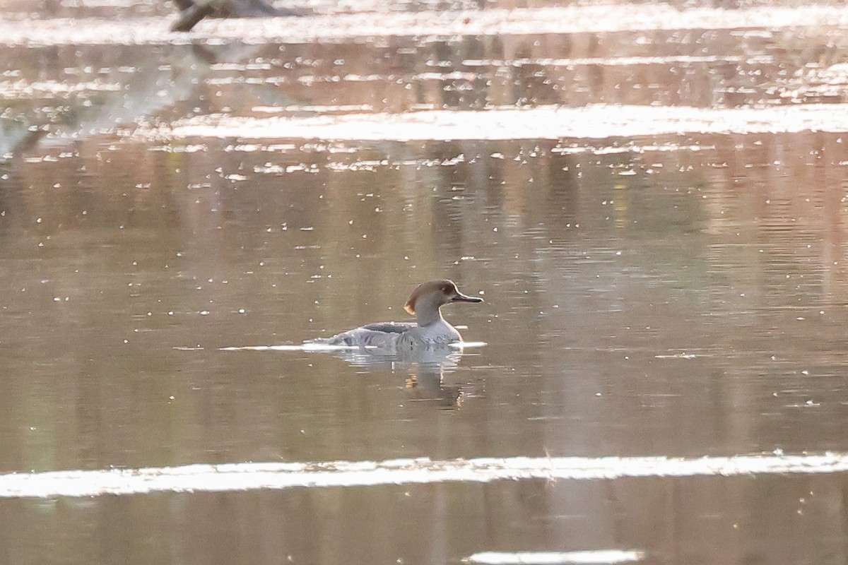 Hooded Merganser - ML646087651