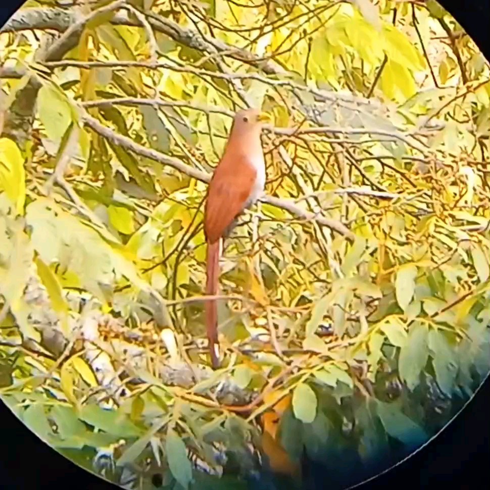 Common Squirrel-Cuckoo - ML646087652