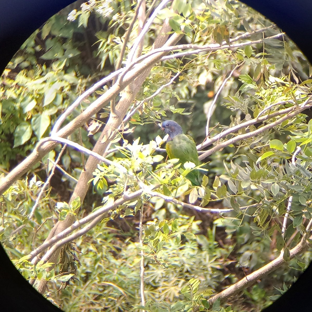 Blue-headed Parrot - ML646087658