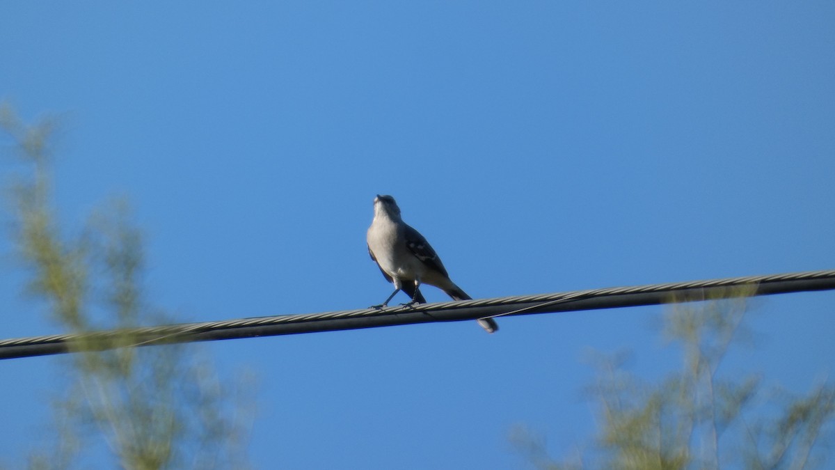 Gartenspottdrossel - ML646087659