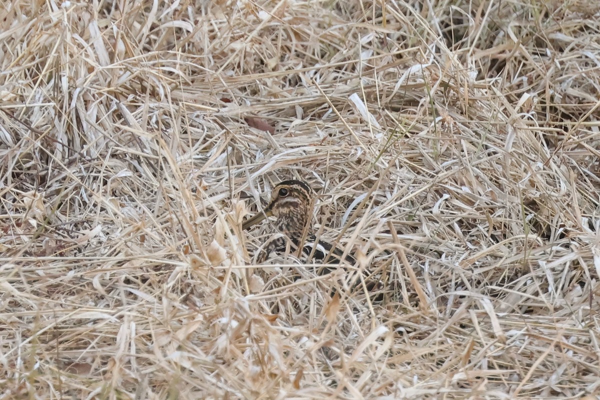 Wilson's Snipe - ML646087666