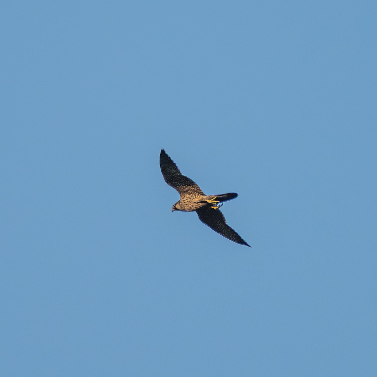 Peregrine Falcon - ML646087669