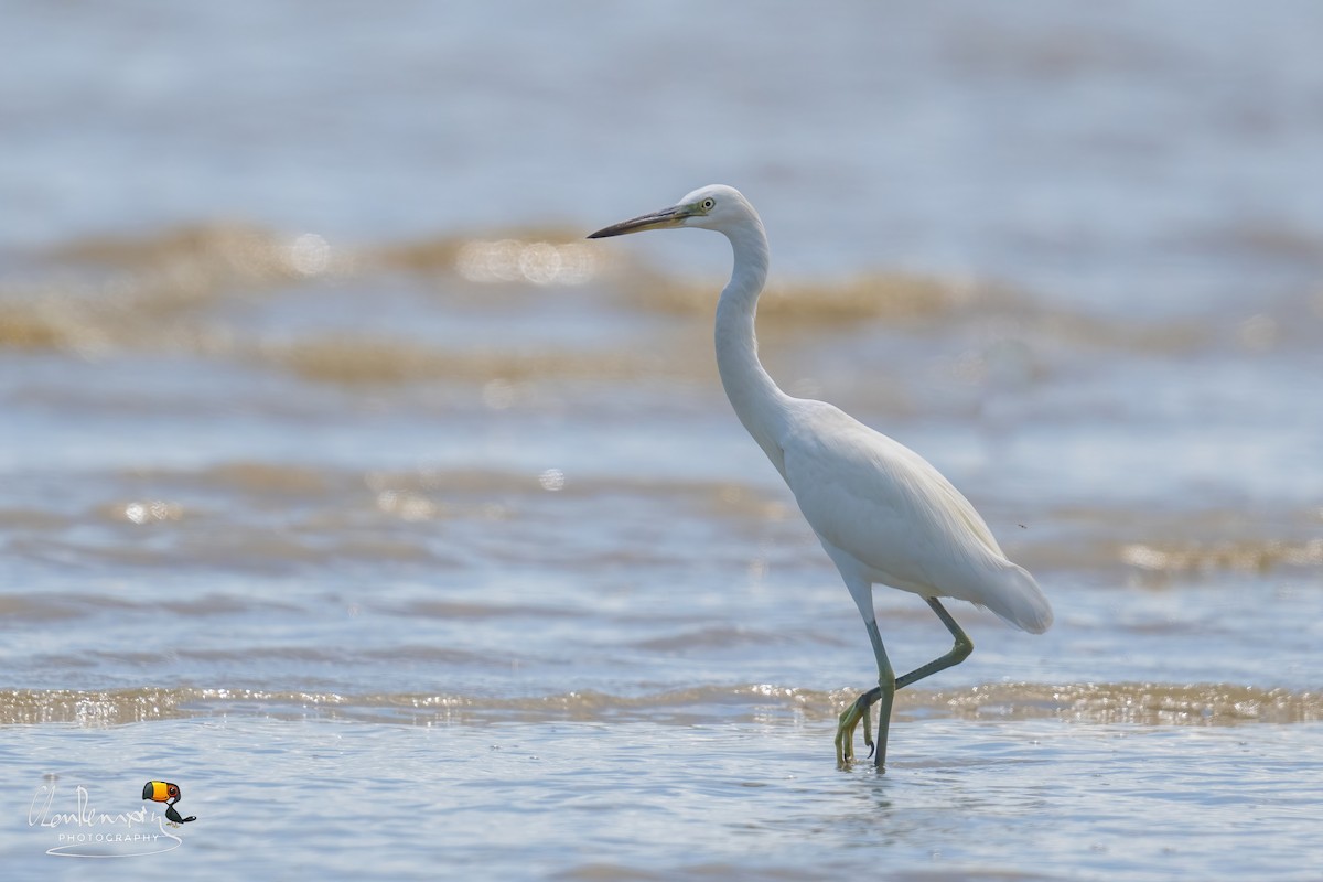 Swinhoe Ak Balıkçılı - ML646087679