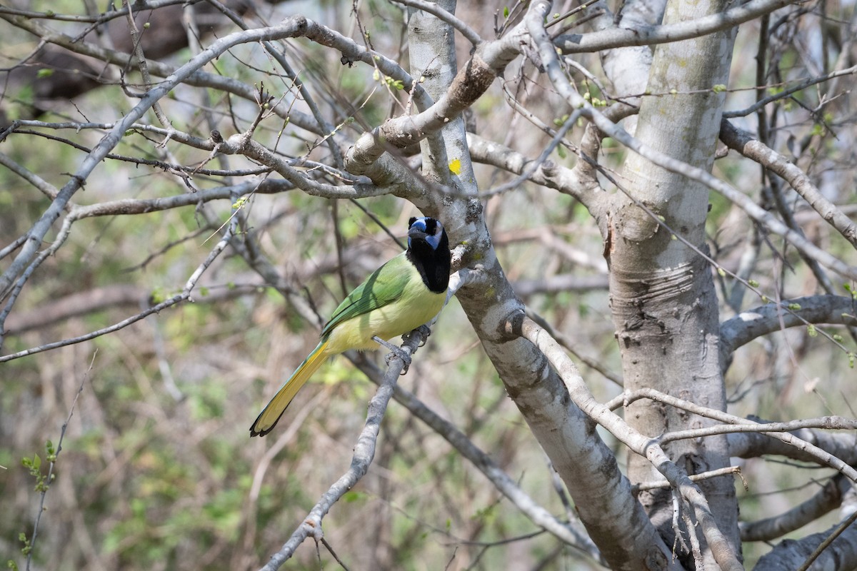 Inkablaurabe - ML646087687