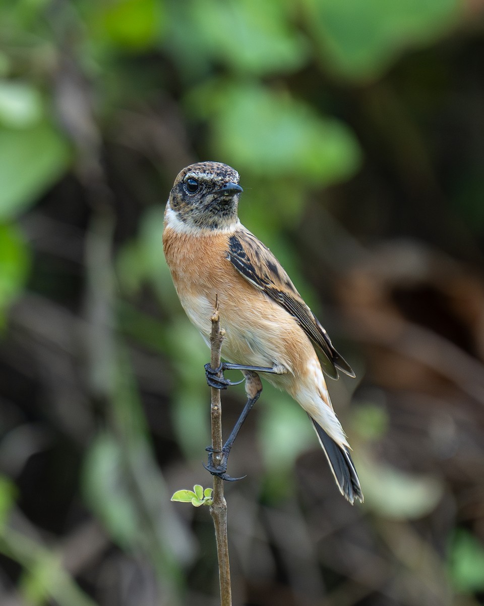 黑喉鴝 - ML646087688