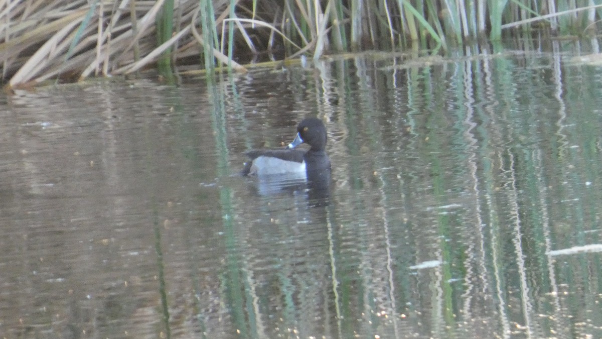 Ringschnabelente - ML646087691