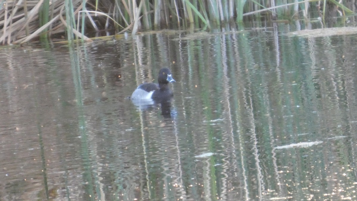 Ringschnabelente - ML646087692