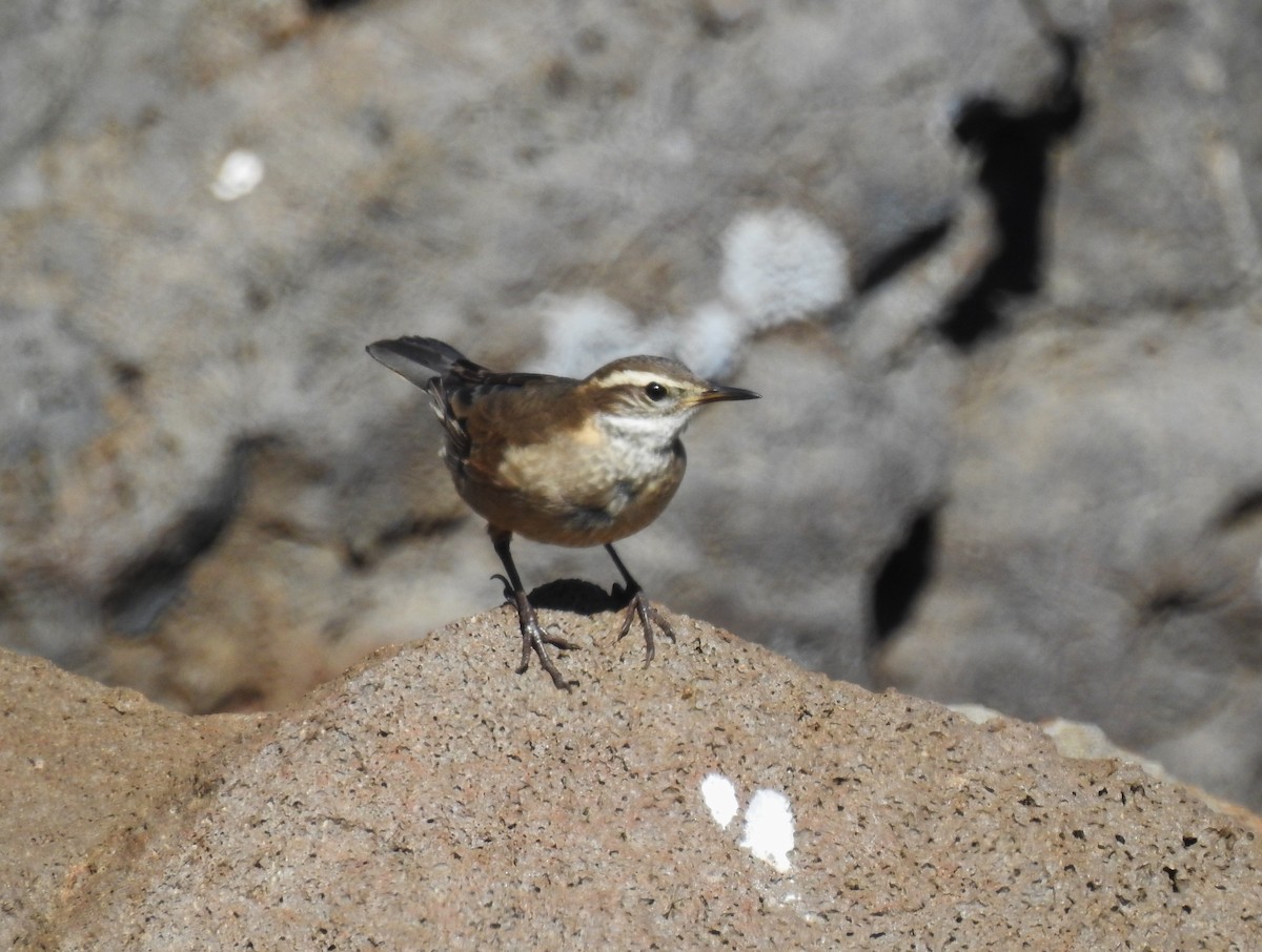 Buff-winged Cinclodes - ML646087699