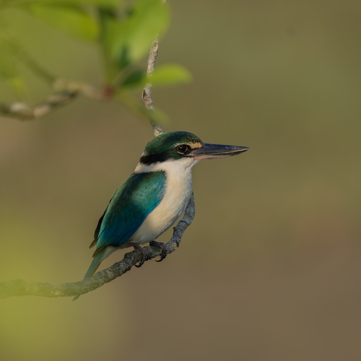 Collared Kingfisher - ML646087701