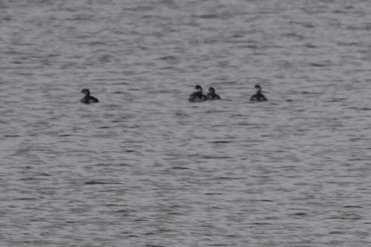 Grèbe à cou noir - ML646087703