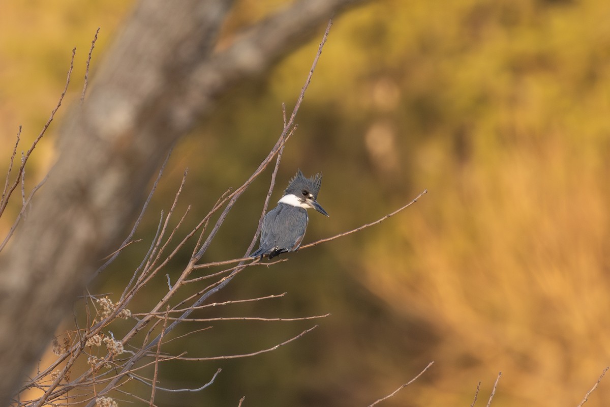 Belted Kingfisher - ML646087707