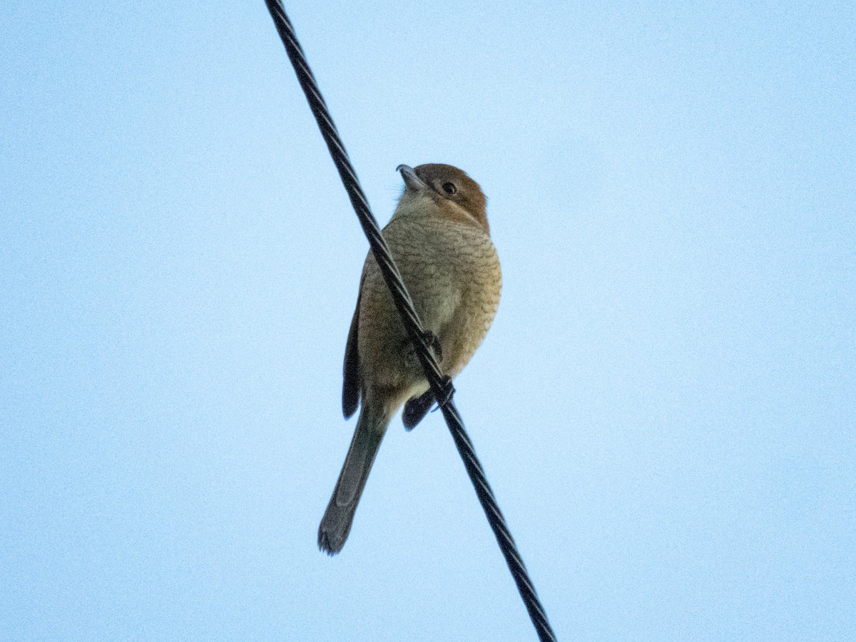 oksevarsler - ML646087711