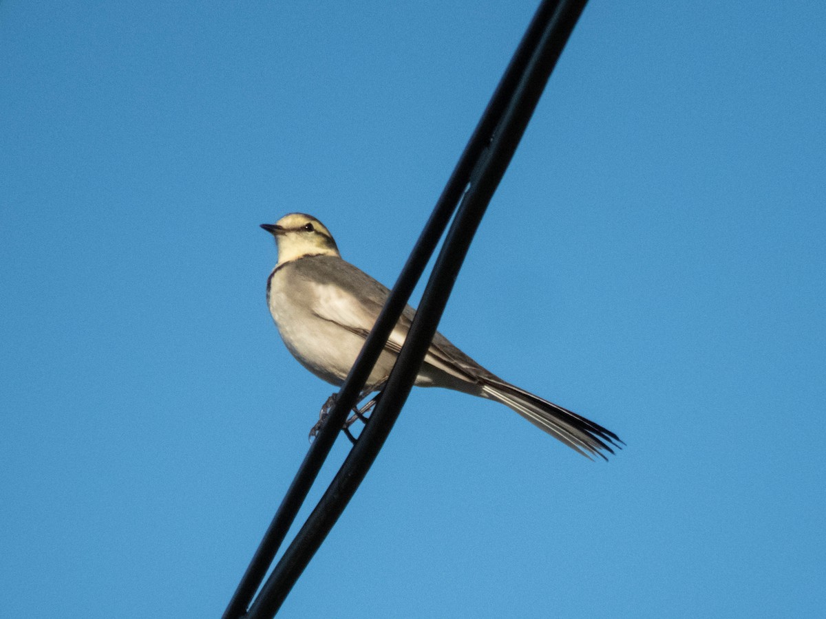 linerle (lugens) (hvitvingeerle) - ML646087719