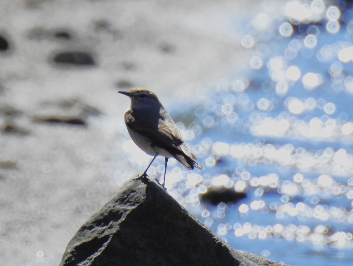 White-browed Ground-Tyrant - ML646087729