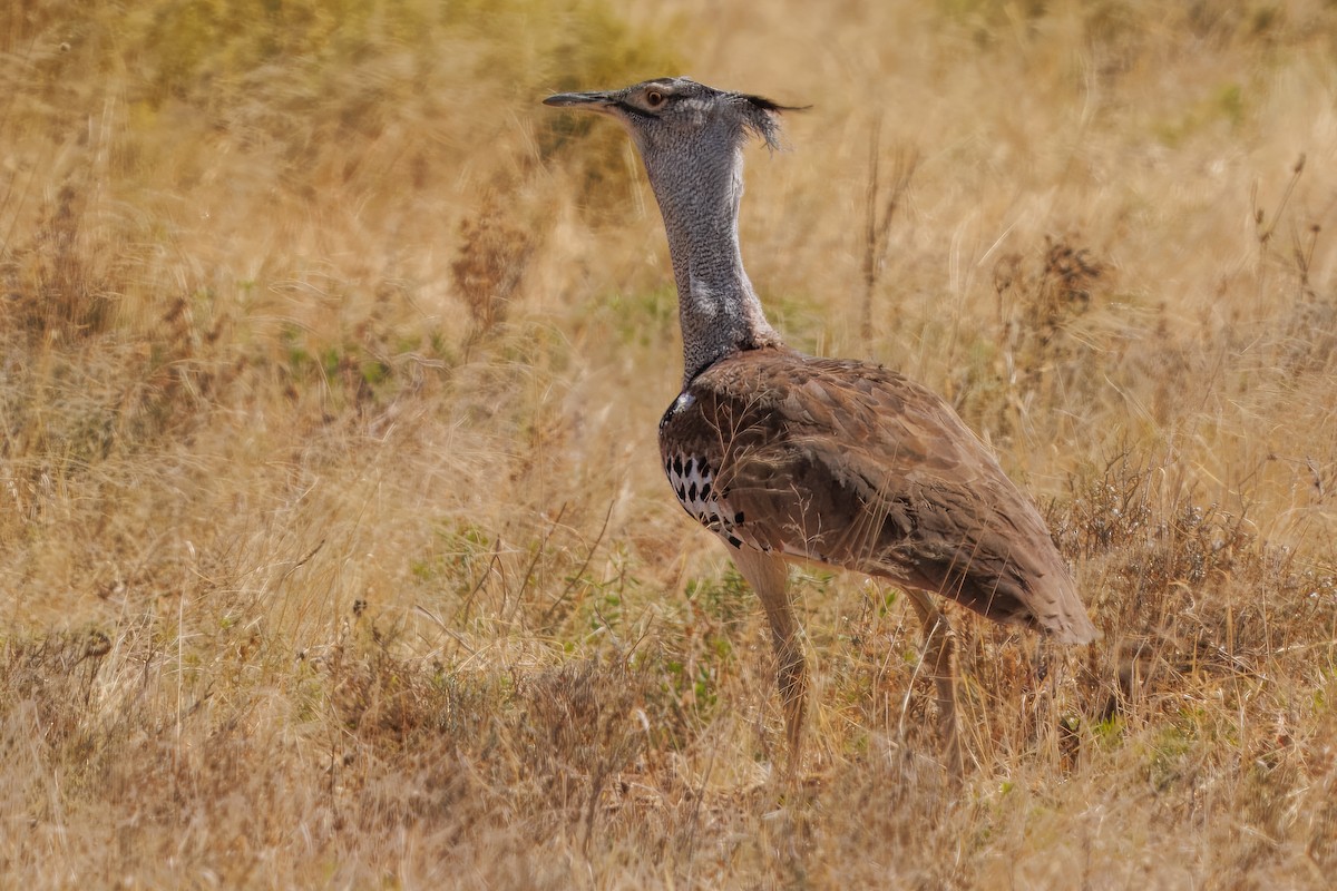 Kori Toyu - ML646087733