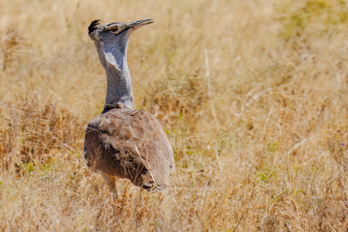 Kori Toyu - ML646087734