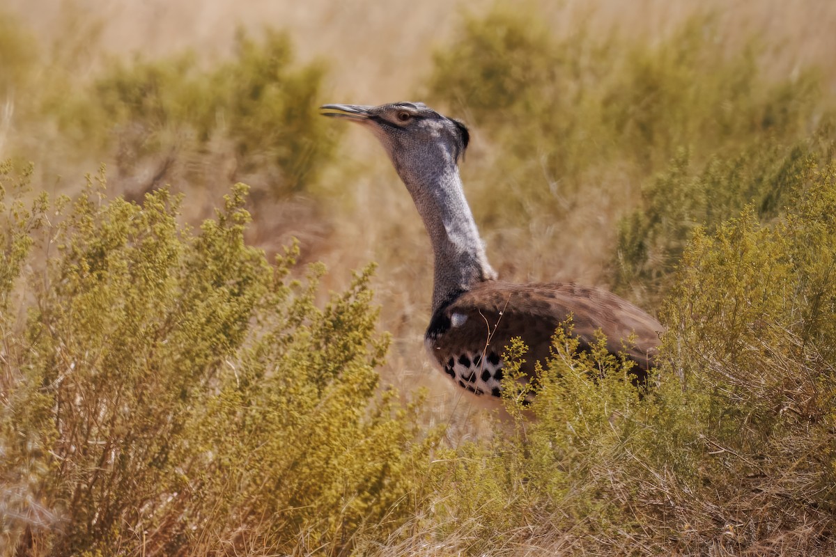 Kori Toyu - ML646087735