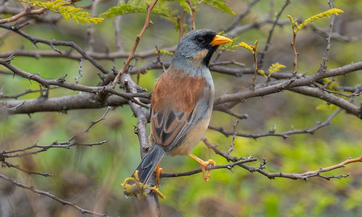 Incaspiza Bigotudo - ML646087736