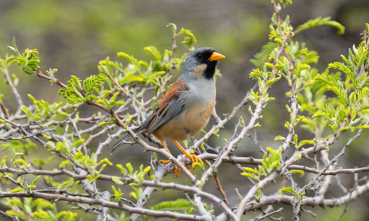 Buff-bridled Inca-Finch - ML646087737
