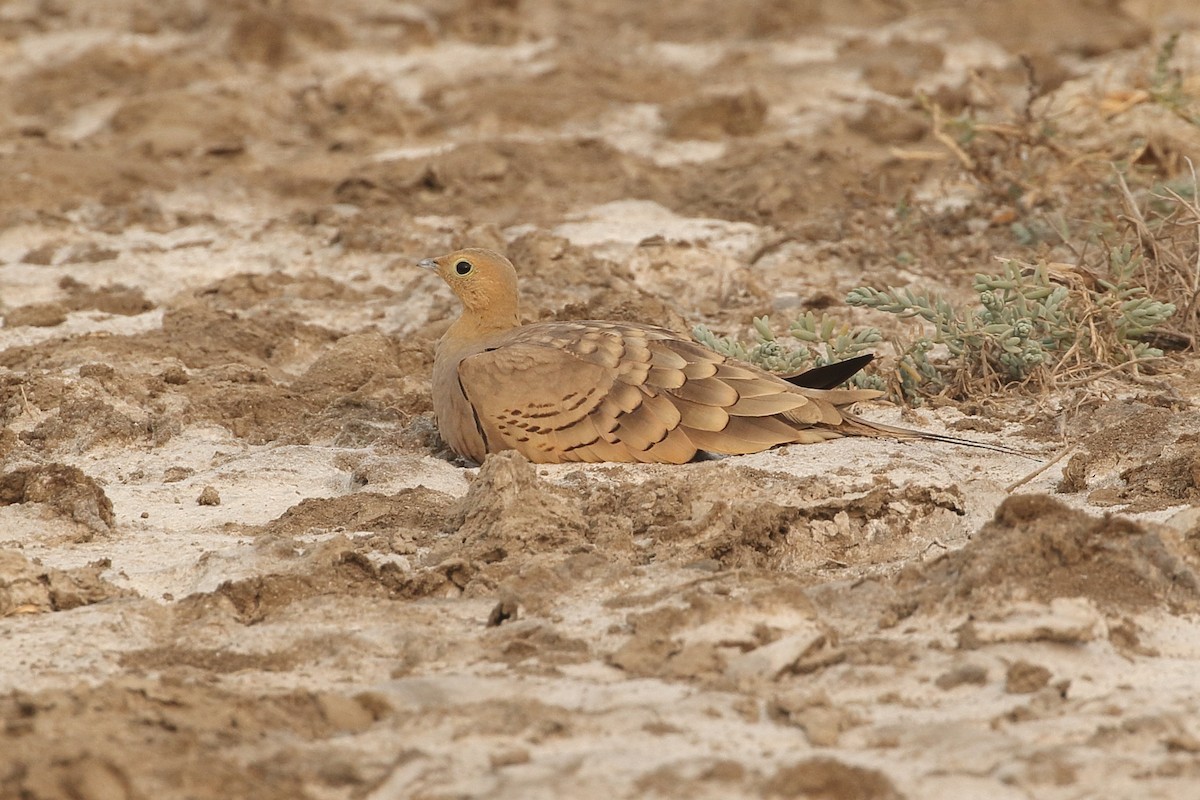 Chestnut-bellied Sandgrouse - ML646087738