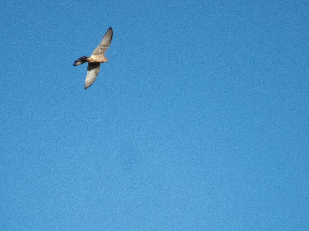 紅隼 - ML646087739