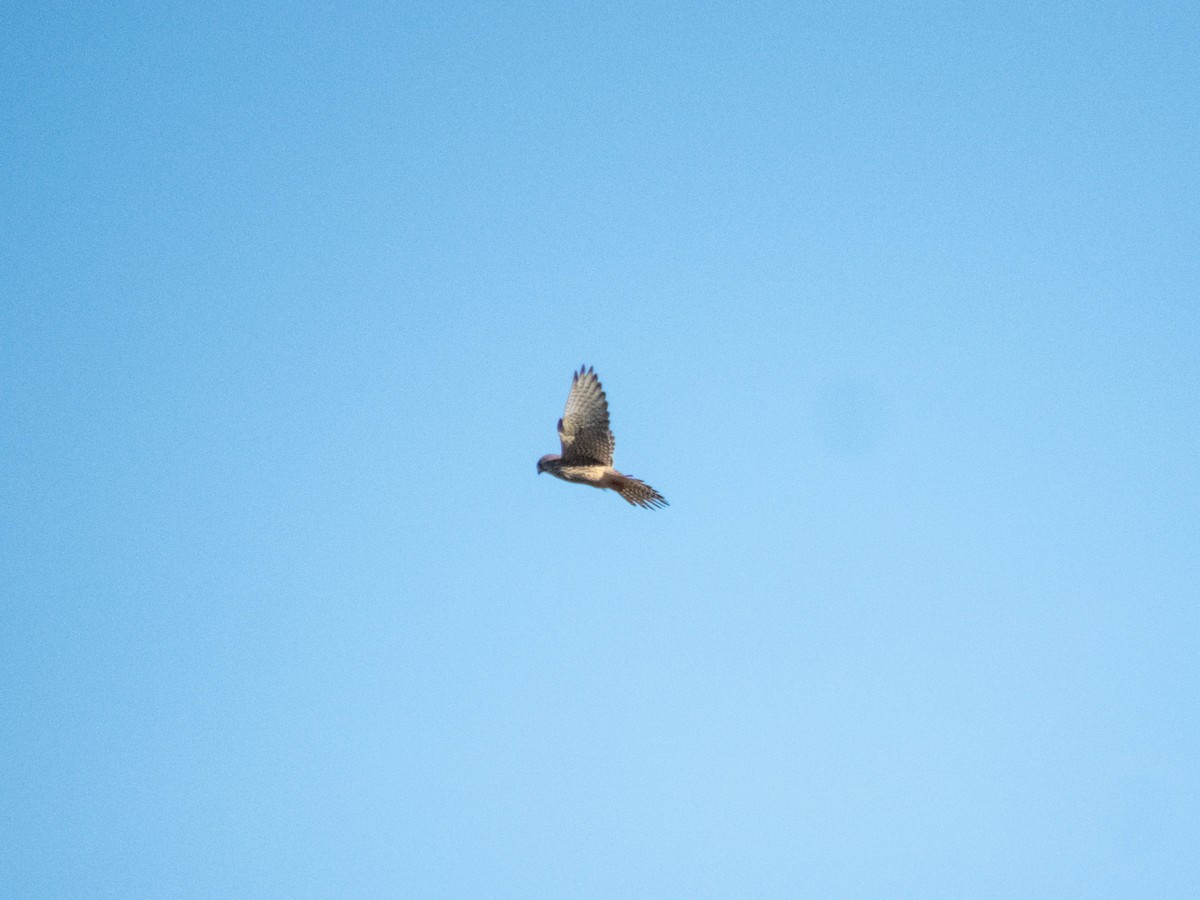 紅隼 - ML646087740