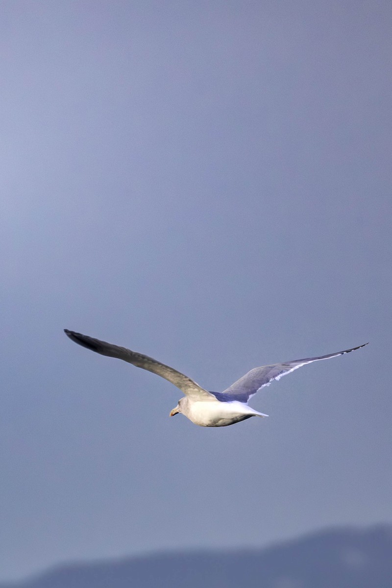 Glaucous-winged Gull - ML646087741