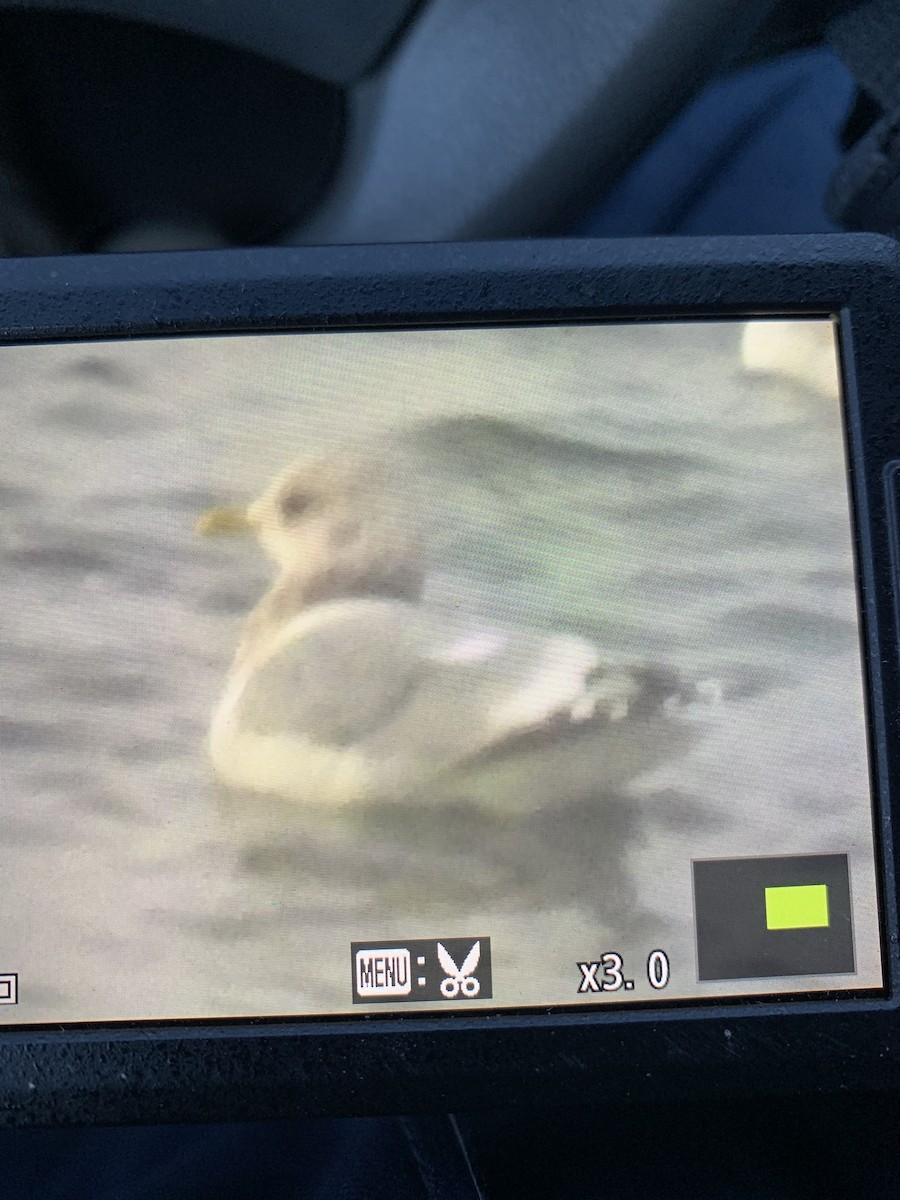 Short-billed Gull - ML646087742