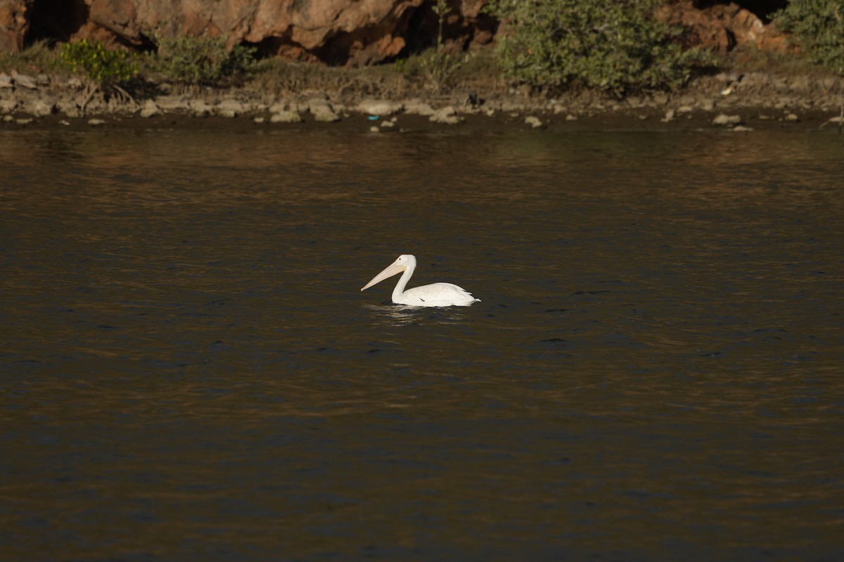 American White Pelican - ML646087743