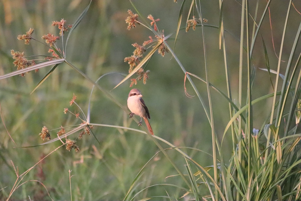 紅尾伯勞 - ML646087744
