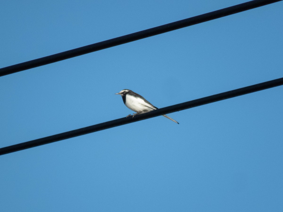 日本鶺鴒 - ML646087746