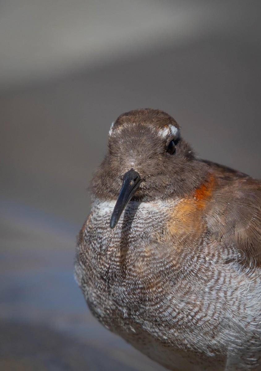 Diademed Sandpiper-Plover - ML646087747