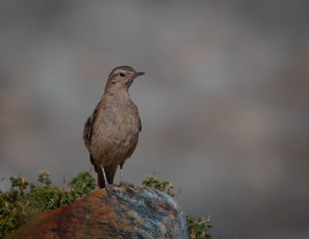 Rufous-banded Miner - ML646087749