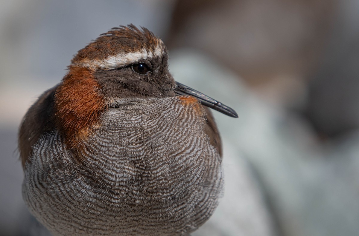 Diademed Sandpiper-Plover - ML646087750