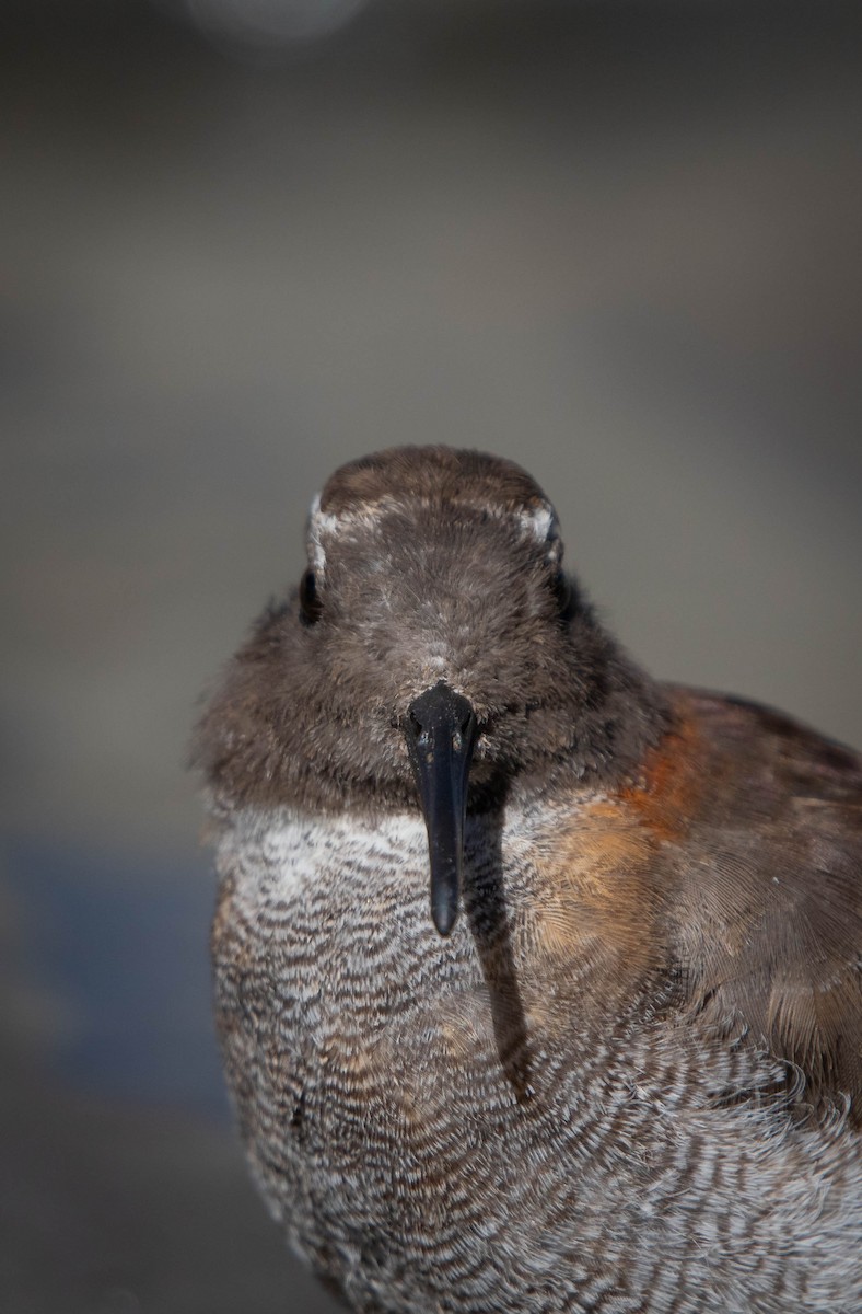 Diademed Sandpiper-Plover - ML646087752