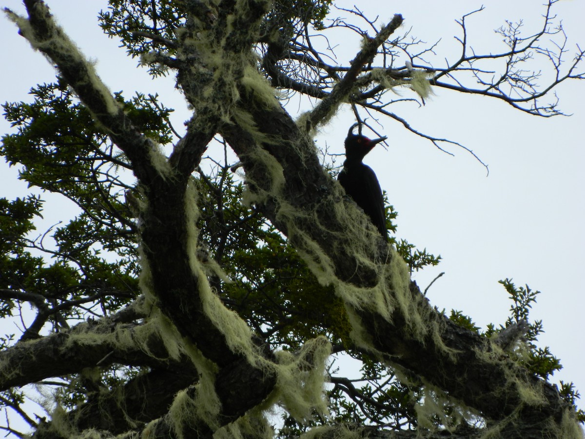 Magellanic Woodpecker - ML646087754