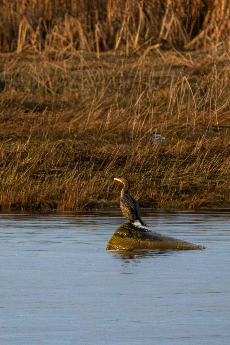 Double-crested Cormorant - ML646087755