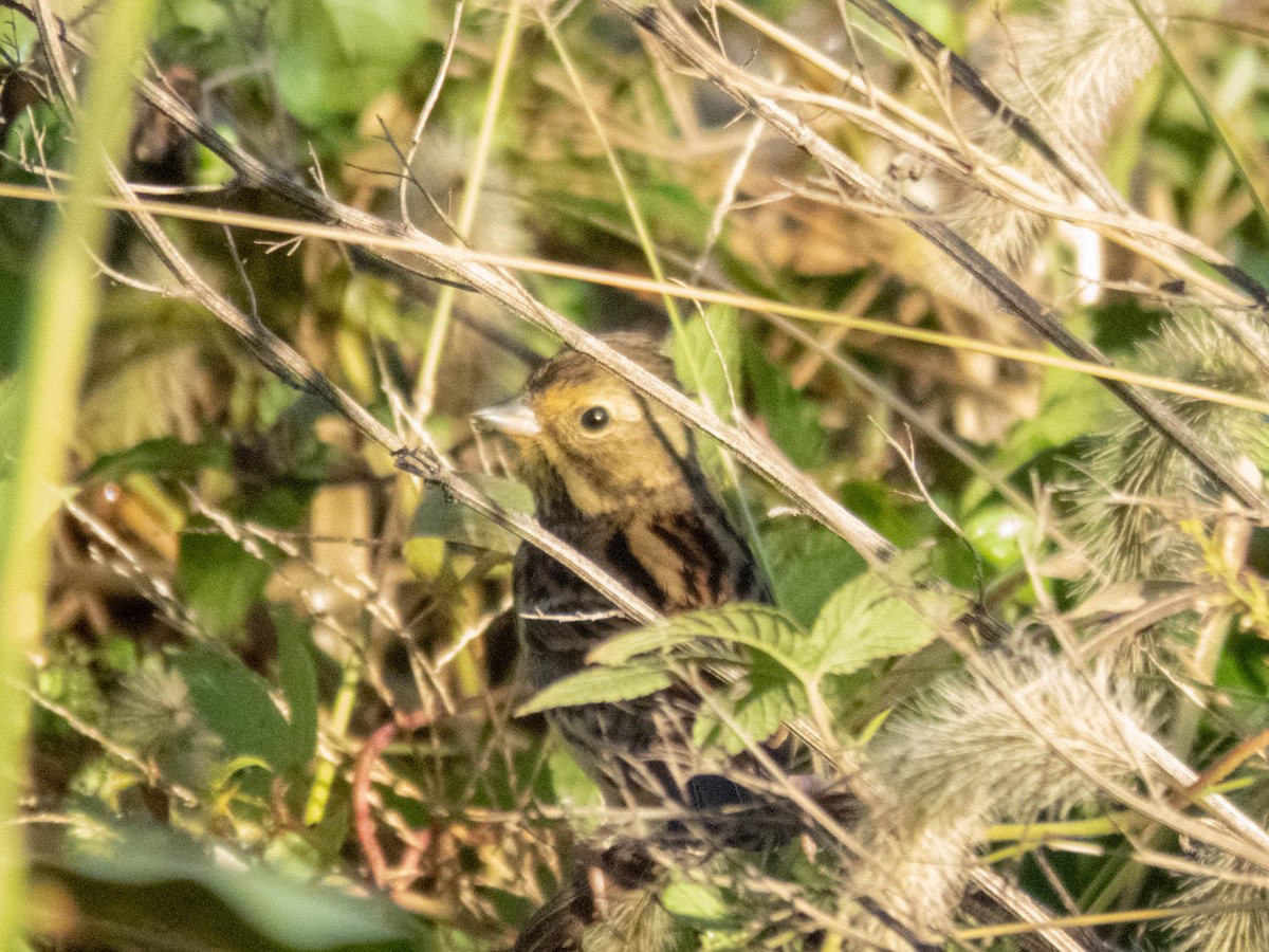 田鵐 - ML646087756